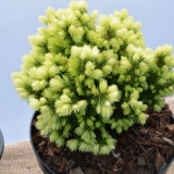 Smreka glauca (kanadska)